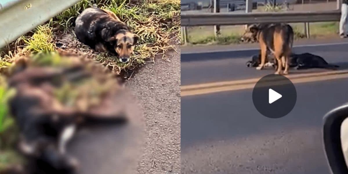 Cachorro se recusa a abandonar amigo atropelado em SC: “amor verdadeiro”
