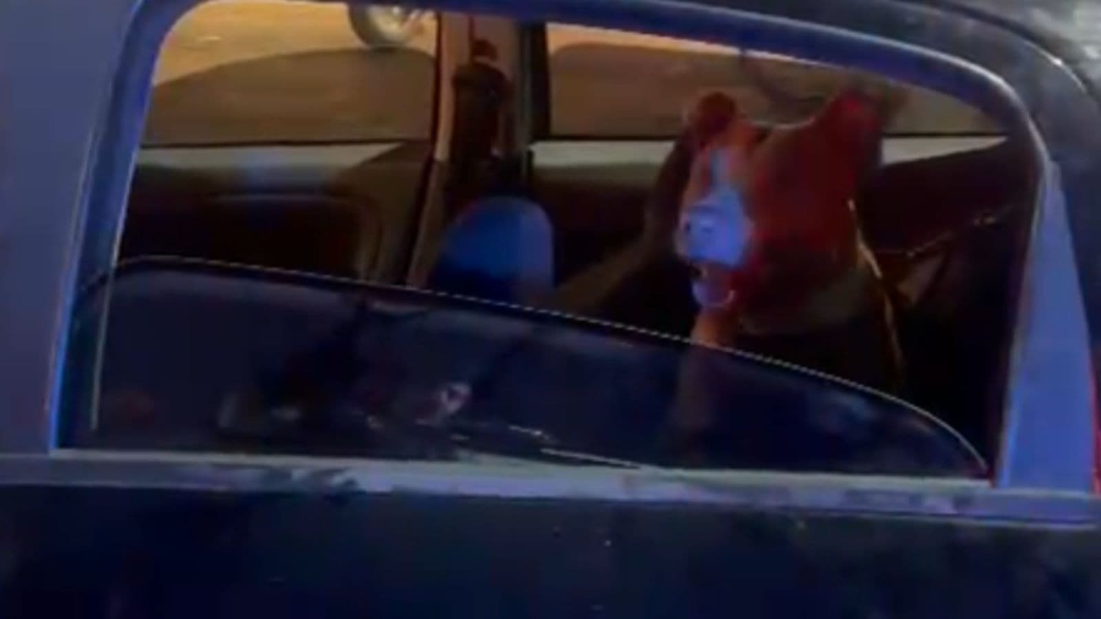 Motorista tenta soltar pit bull para impedir abordagem da Guarda Municipal em Balneário Camboriú