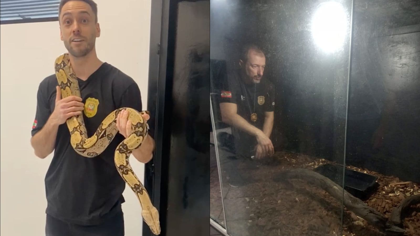 Em pleno Dia da Cobra, Polícia Civil apreende jiboia gigante em residência de SC
