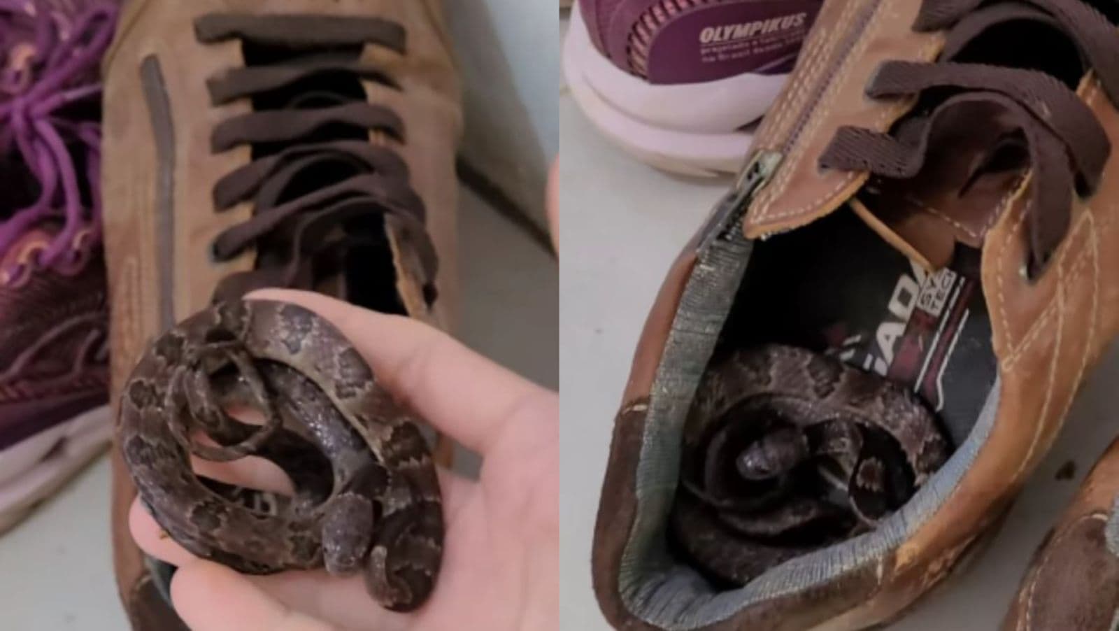 “Tirando uma soneca”: Cobra se esconde dentro de sapato e assusta família em SC