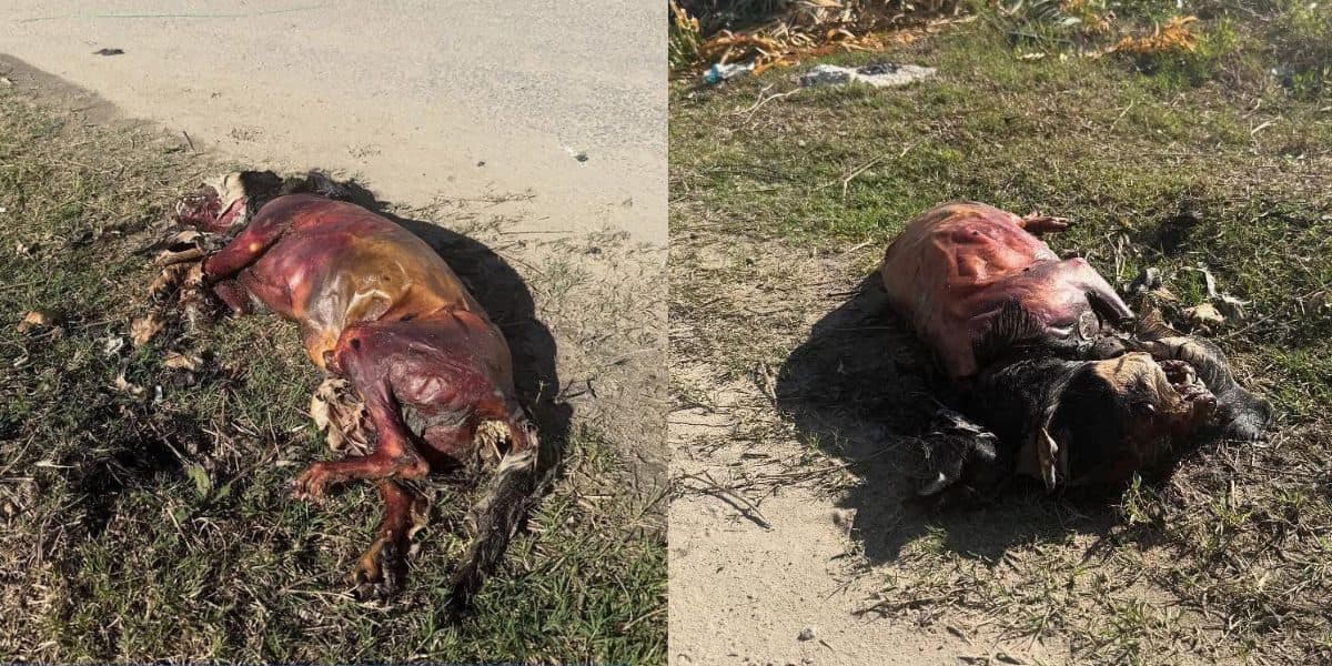Violência contra animal choca Itapema: cão é encontrado carbonizado