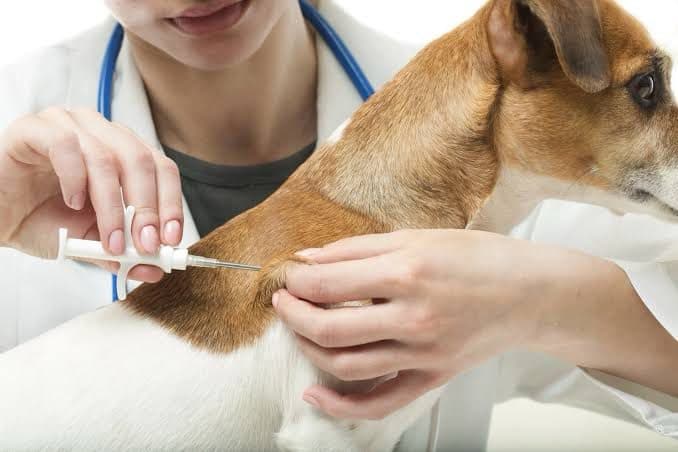 Biguaçu promove vacinação gratuita de cães com a V8 em dois mutirões neste mês
