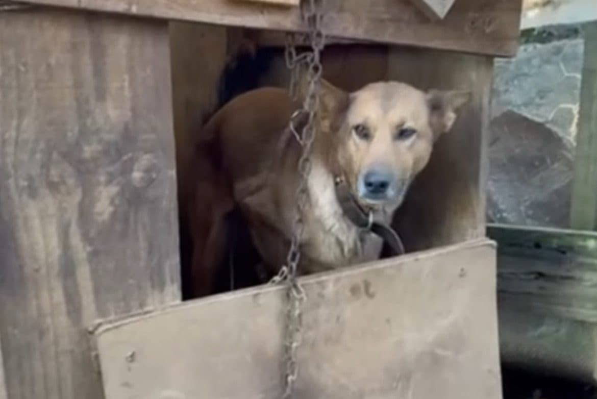 Cão espancado diariamente é resgatado em SC; tutor fugiu antes da chegada da polícia