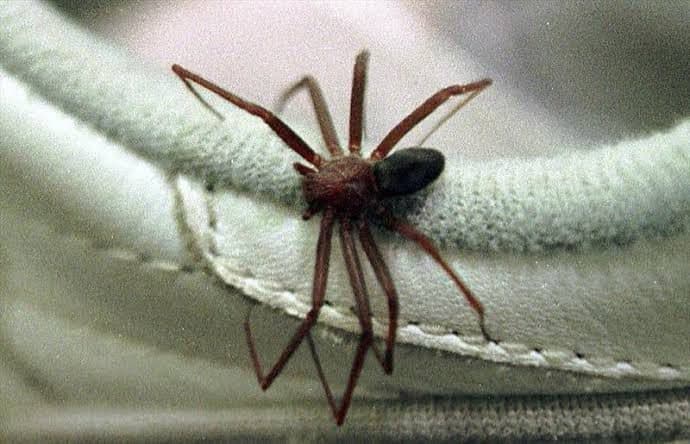 Mulher sofre necrose no mamilo após picada de aranha em Blumenau