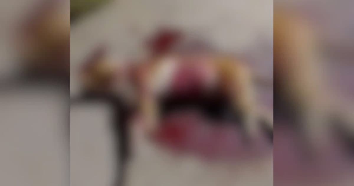 Cão comunitário é baleado com chumbinho e morre após atendimento em Camboriú