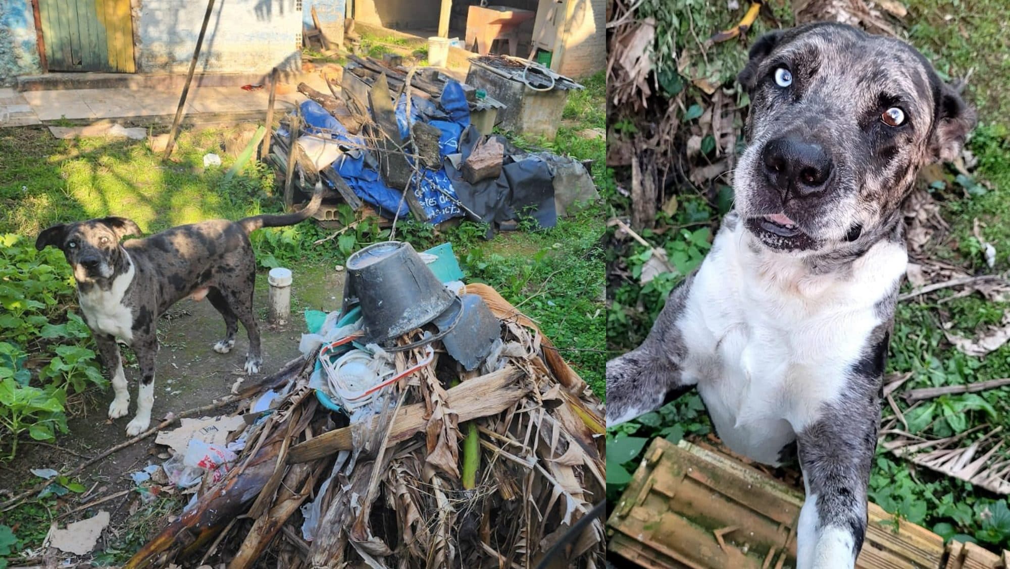 Tutora é presa após abandonar cão que sobreviveu graças à ajuda de vizinhos em Florianópolis