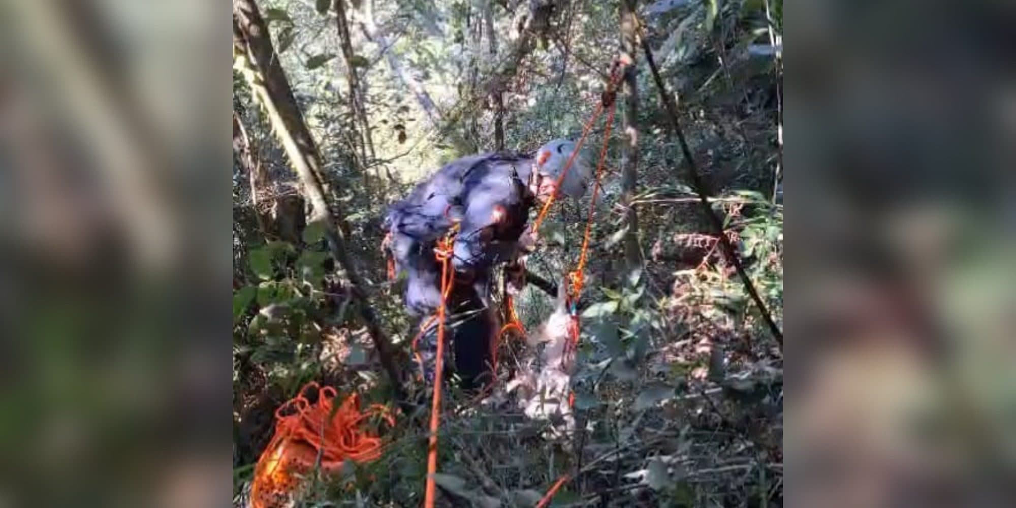 Cão é resgatado com vida após 11 dias em encosta de 40 metros em SC