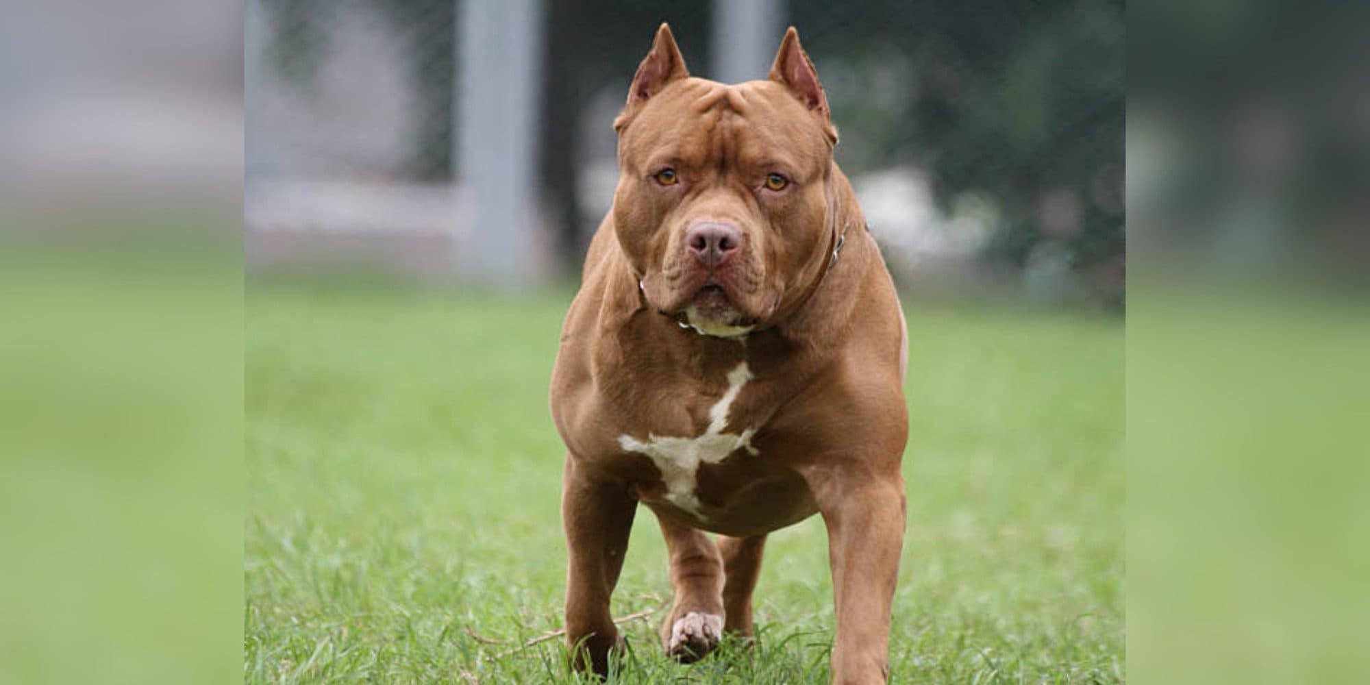 Pitbull escapa de casa e ataca trabalhador no meio da rua em SC