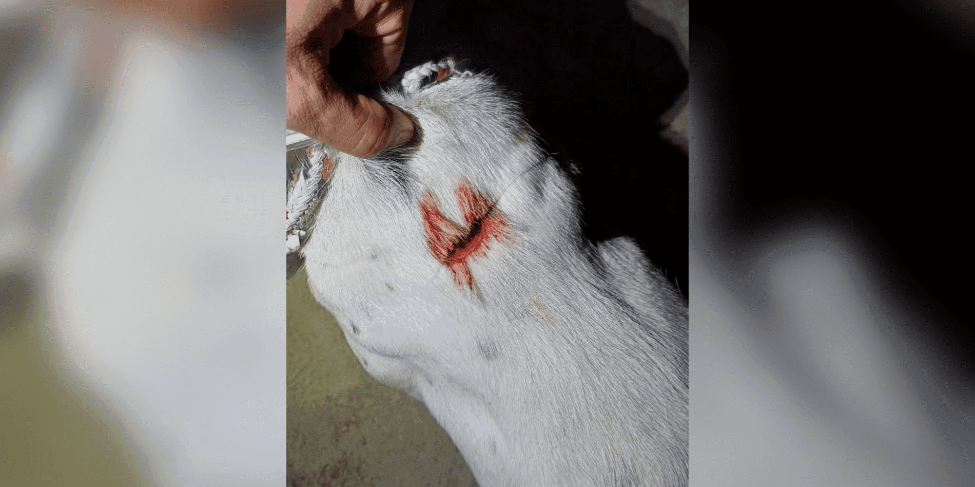 Vizinhos ouvem gritos e descobrem cão esfaqueado em SC; homem é preso