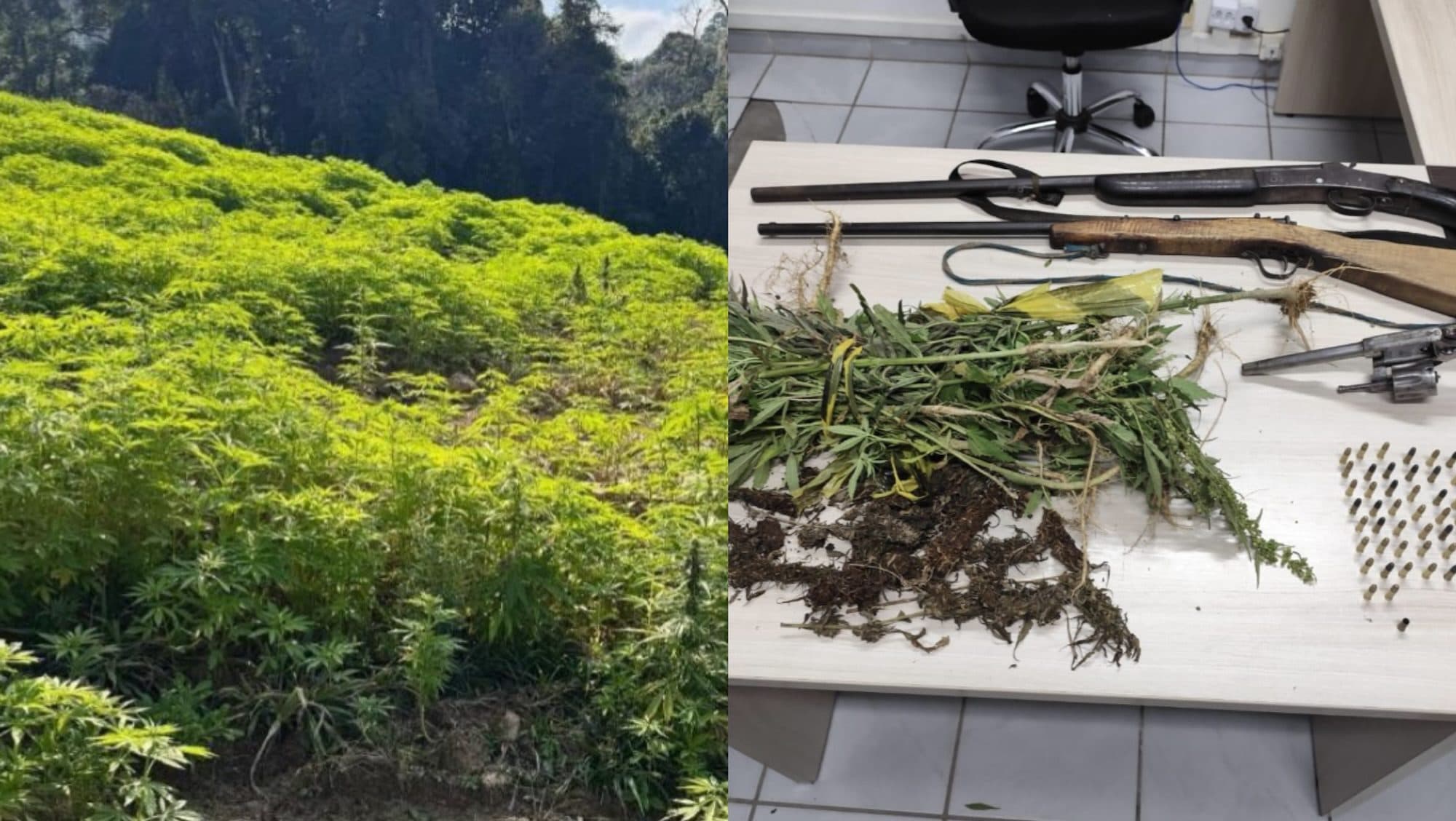 “Floresta do Bob Marley” é encontrada em SC com 138 mil pés de maconha