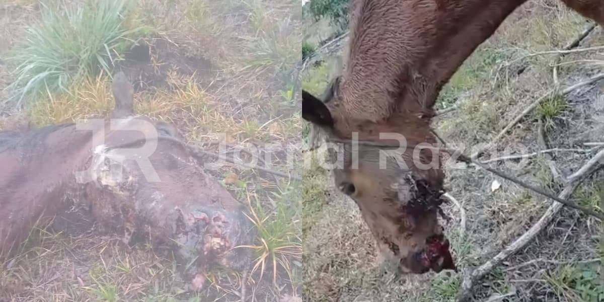 “Deixado para morrer”: cavalo precisou ser sacrificado para não sofrer mais em SC