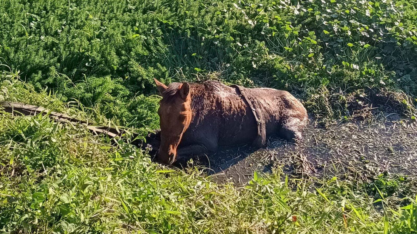 Cavalo quase se afoga em vala e mobiliza operação com retroescavadeira em Tijucas