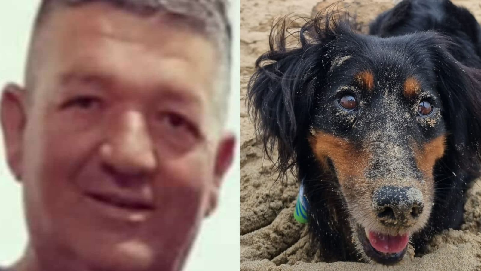 Cãozinho que buscava o dono falecido há três anos morre atropelado no mesmo dia em SC
