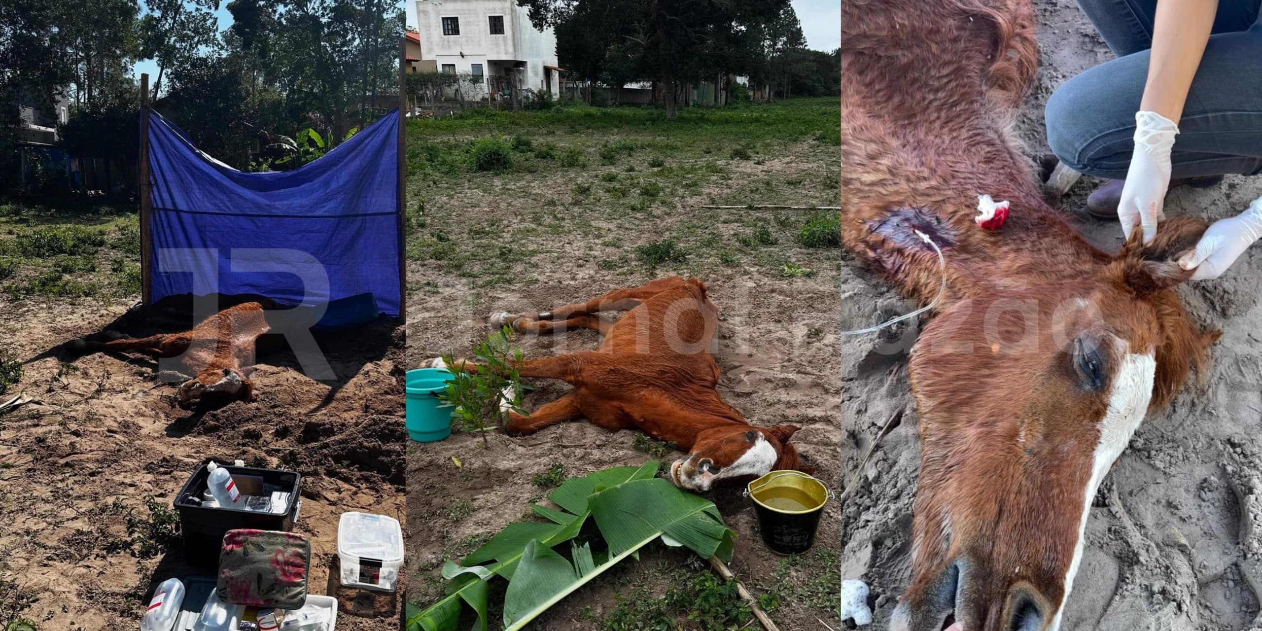 Morre cavalo encontrado agonizando em Florianópolis; tutor foi preso