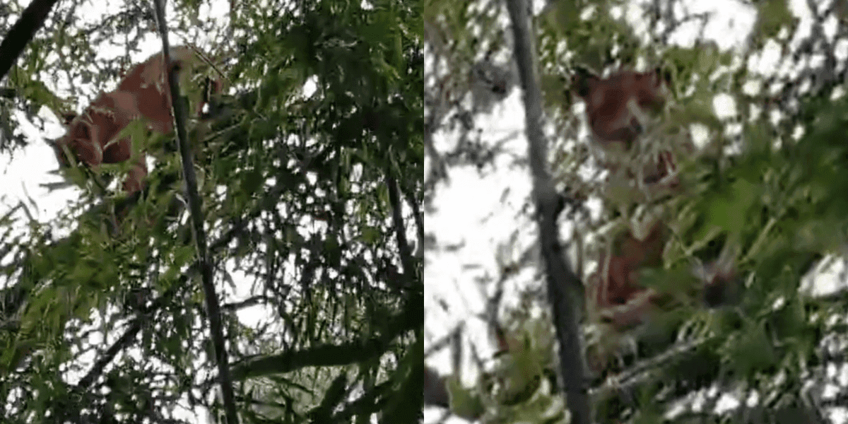 “Olha o tamanho da onça!”: morador leva susto no interior de SC e vídeo viraliza