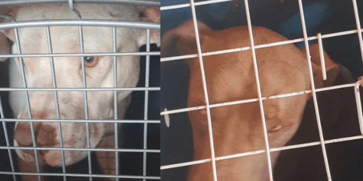 Bombeiros atendem dois ataques de pit bulls em menos de duas horas em Tijucas