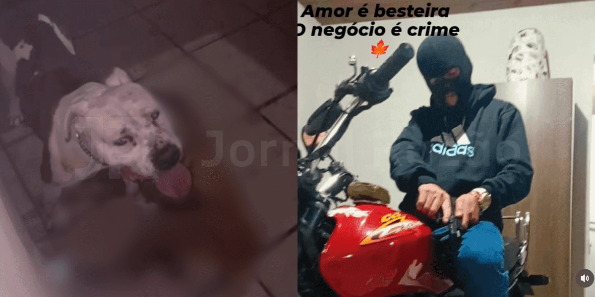 Pit bull é sacrificado após invadir casa e matar cachorro em SC; dono se revolta e desafia policiais: “vem atirar em mim”