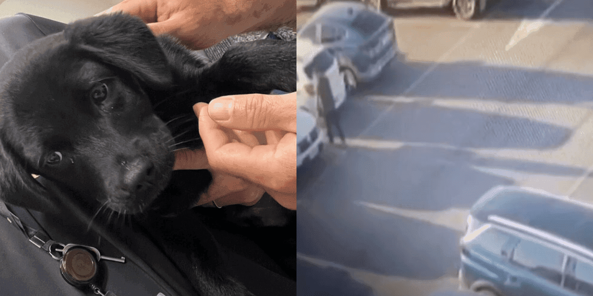 Para não perder o voo, homem abandona cachorrinho no Aeroporto de Florianópolis e acaba preso em Brasília