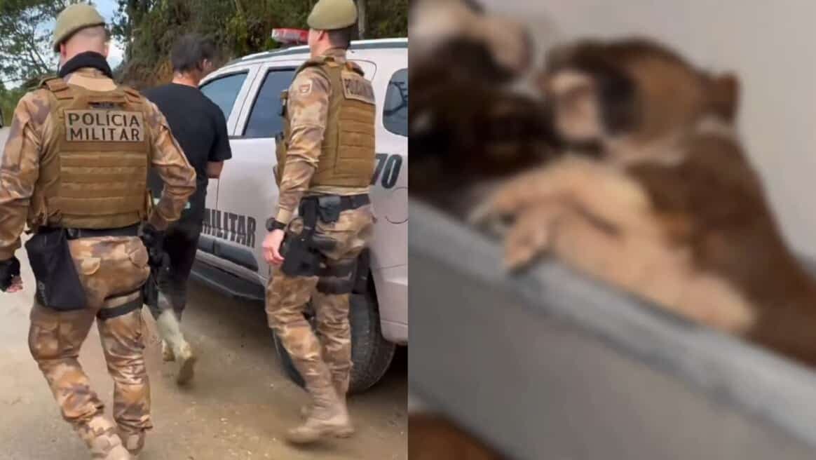 Quase 80 cães encontrados famintos, doentes e mortos dentro de freezer em SC
