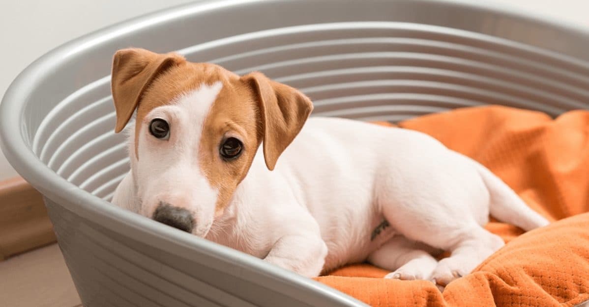 5 anos de prisão: homem que mandou matar cachorra a pauladas em SC é condenado