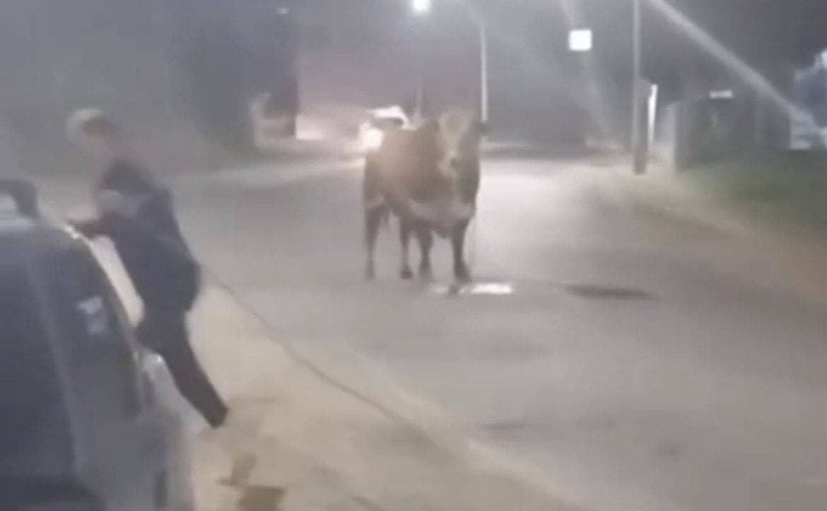 Boi gigante escapa de caminhão, provoca pânico e é baleado pela PM em SC