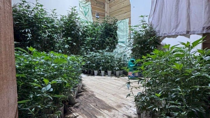 Polícia encontra estufa com mais de 600 pés de maconha e prende homem em SC