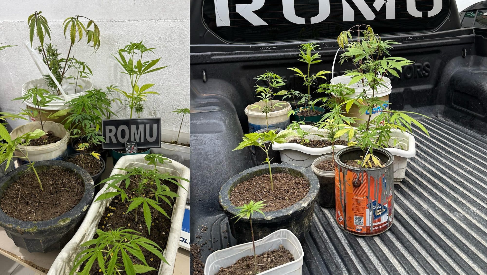 Morador denuncia família que plantava maconha em Itapema