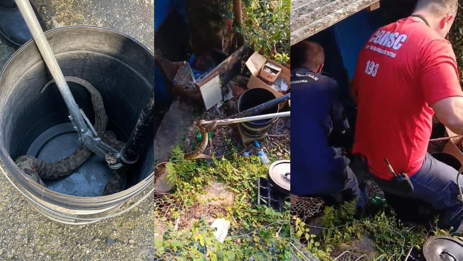 Susto em Florianópolis: cascavel aparece enrolada em bicicleta e é retirada pelos bombeiros
