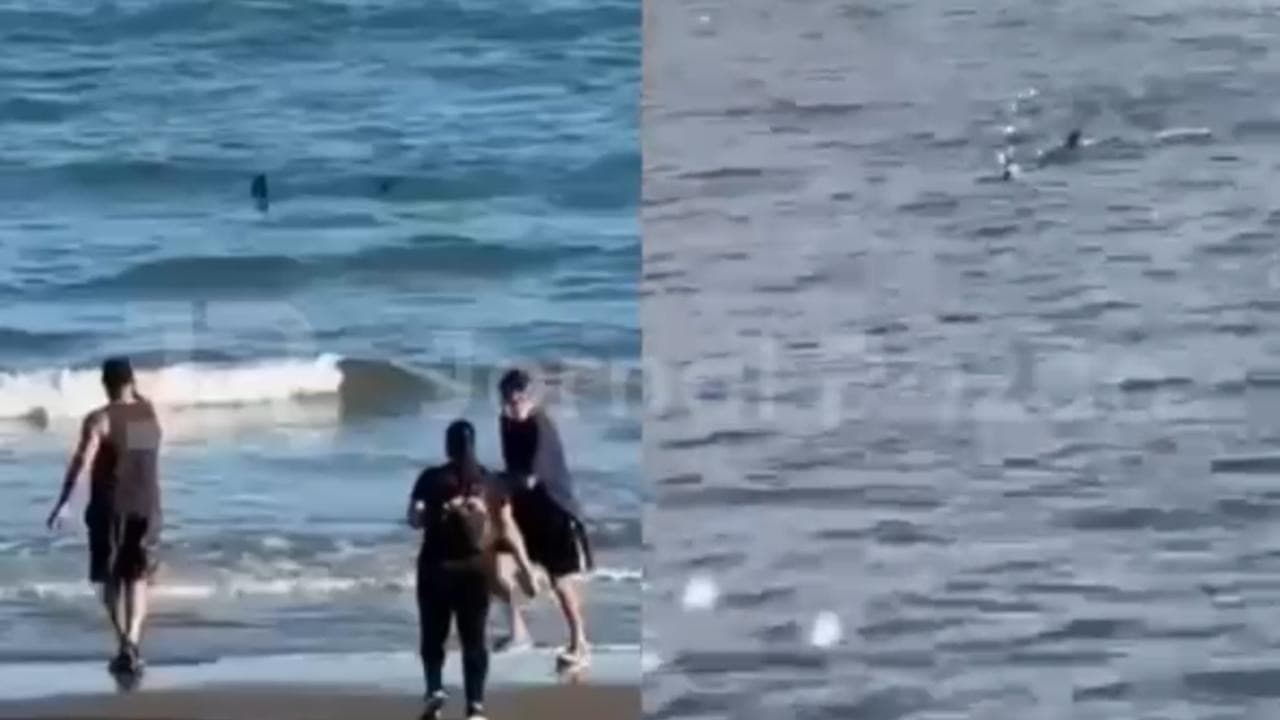 Tubarão é avistado próximo à faixa de areia em praia de Santa Catarina: “inofensivo”