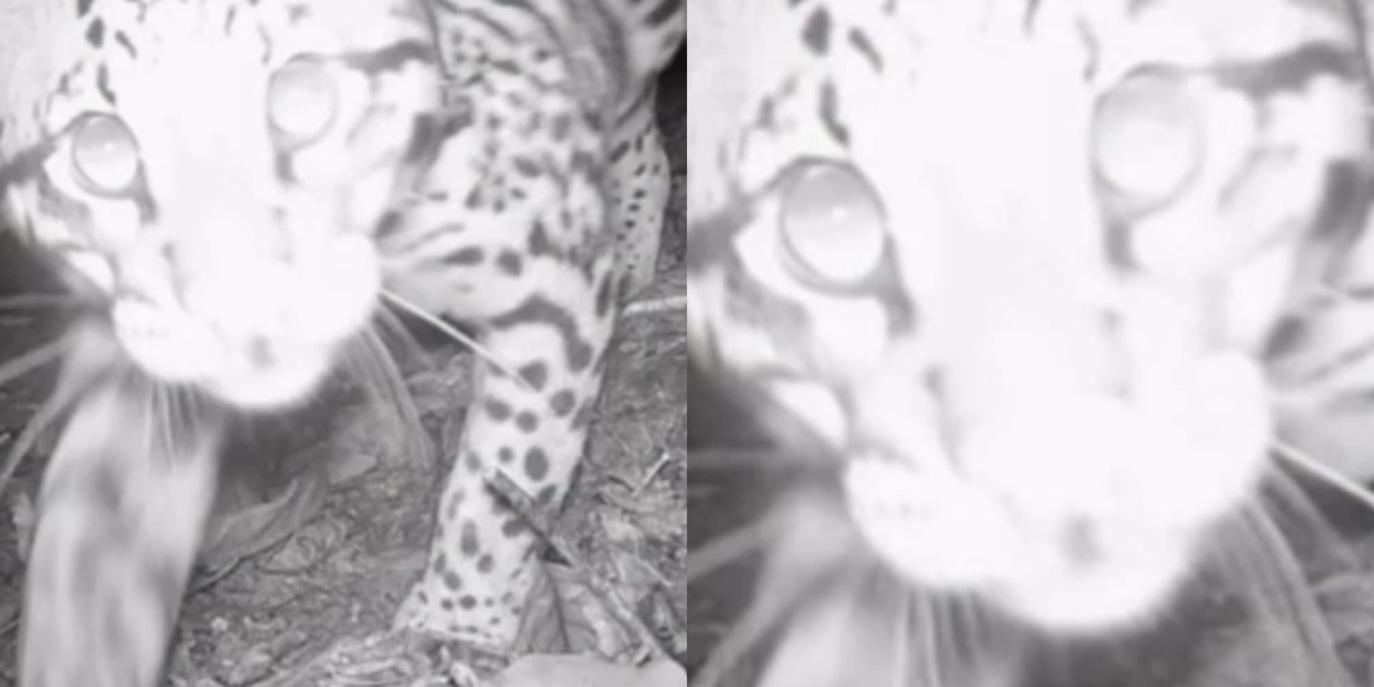 Morador instala câmera e flagra animal selvagem em SC: comunidade em alerta