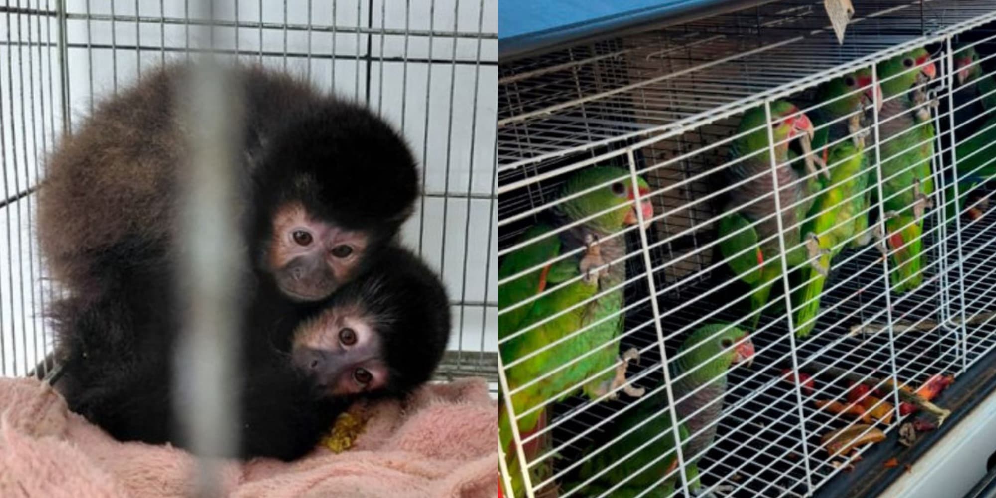 Ibama resgata 174 animais em SC: macacos eram vendidos a influenciadores por até R$ 120 mil 