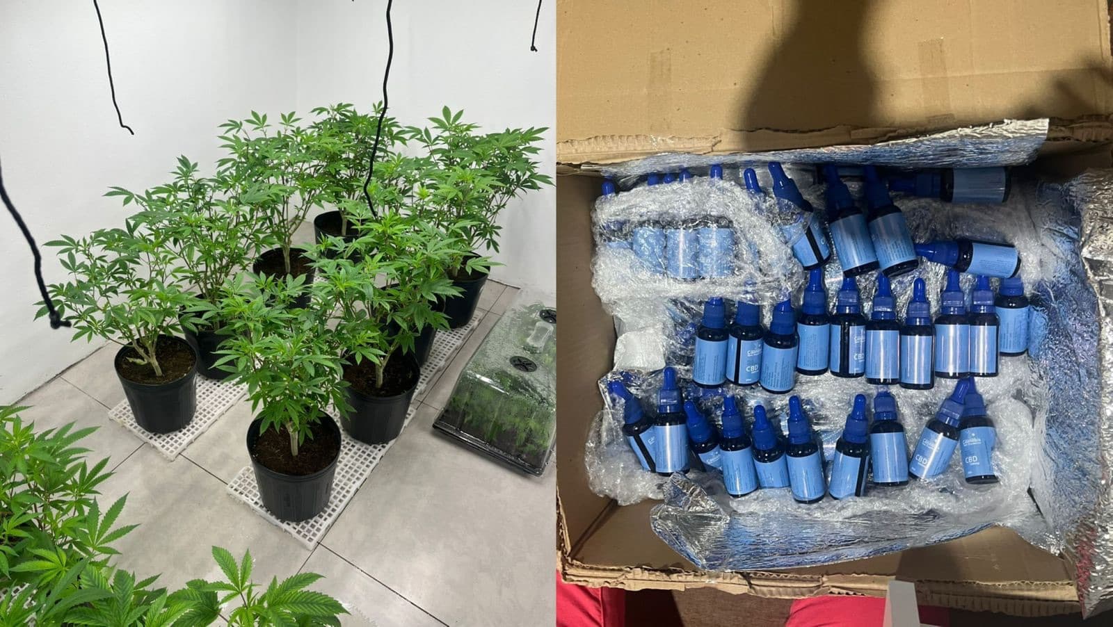 Associação diz que plantação de cannabis em Florianópolis alvo de operação era “para fins terapêuticos”