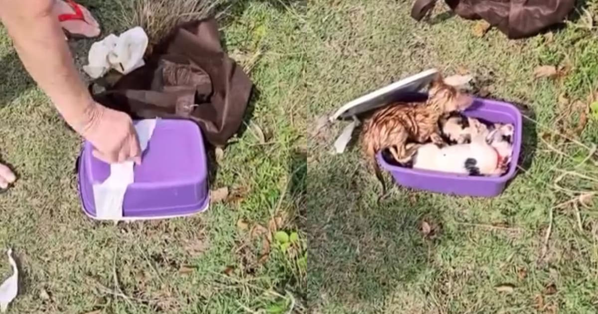 “Crueldade”: moradoras encontram filhotes preso em pote plástico em SC, “dois já sem vida”