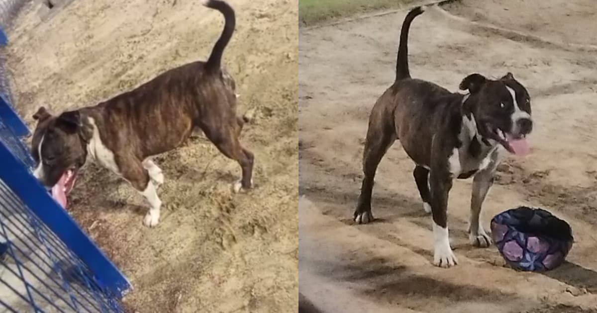 URGENTE: Pitbull solto morde quatro crianças e assusta moradores em praça da Grande Florianópolis