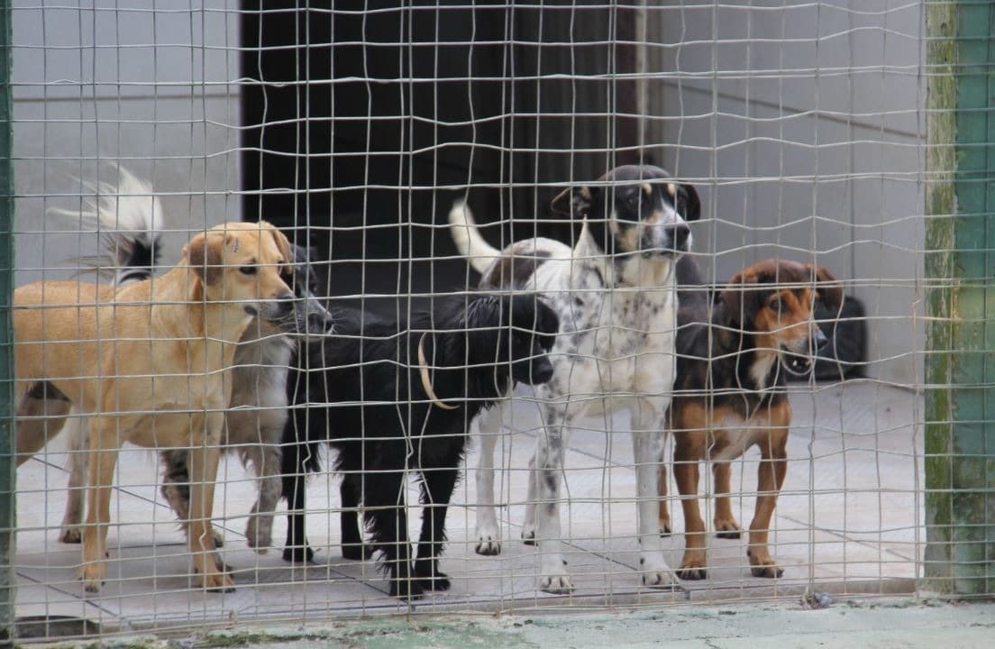 Balneário Camboriú abre credenciamento de clínicas móveis para castração gratuita de animais