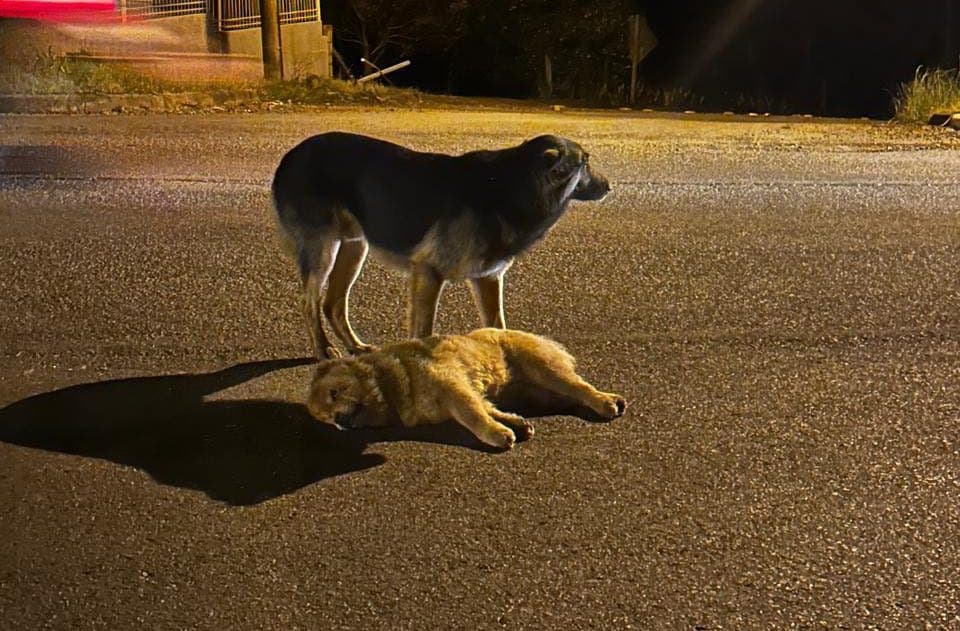 Cachorro se recusa a abandonar companheiro morto após atropelamento em Concórdia
