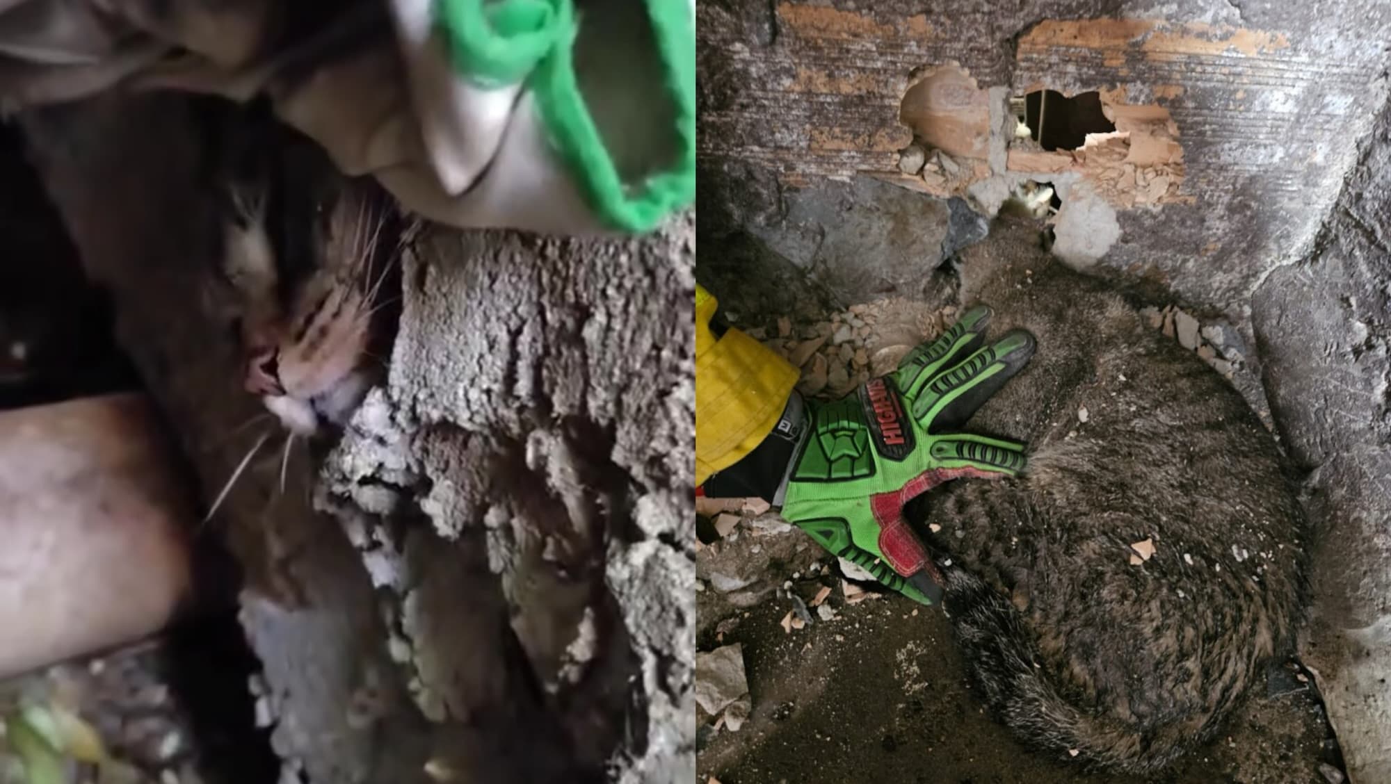 Gato aventureiro tenta atravessar parede, acaba entalado e precisa da ajuda dos Bombeiros em SC