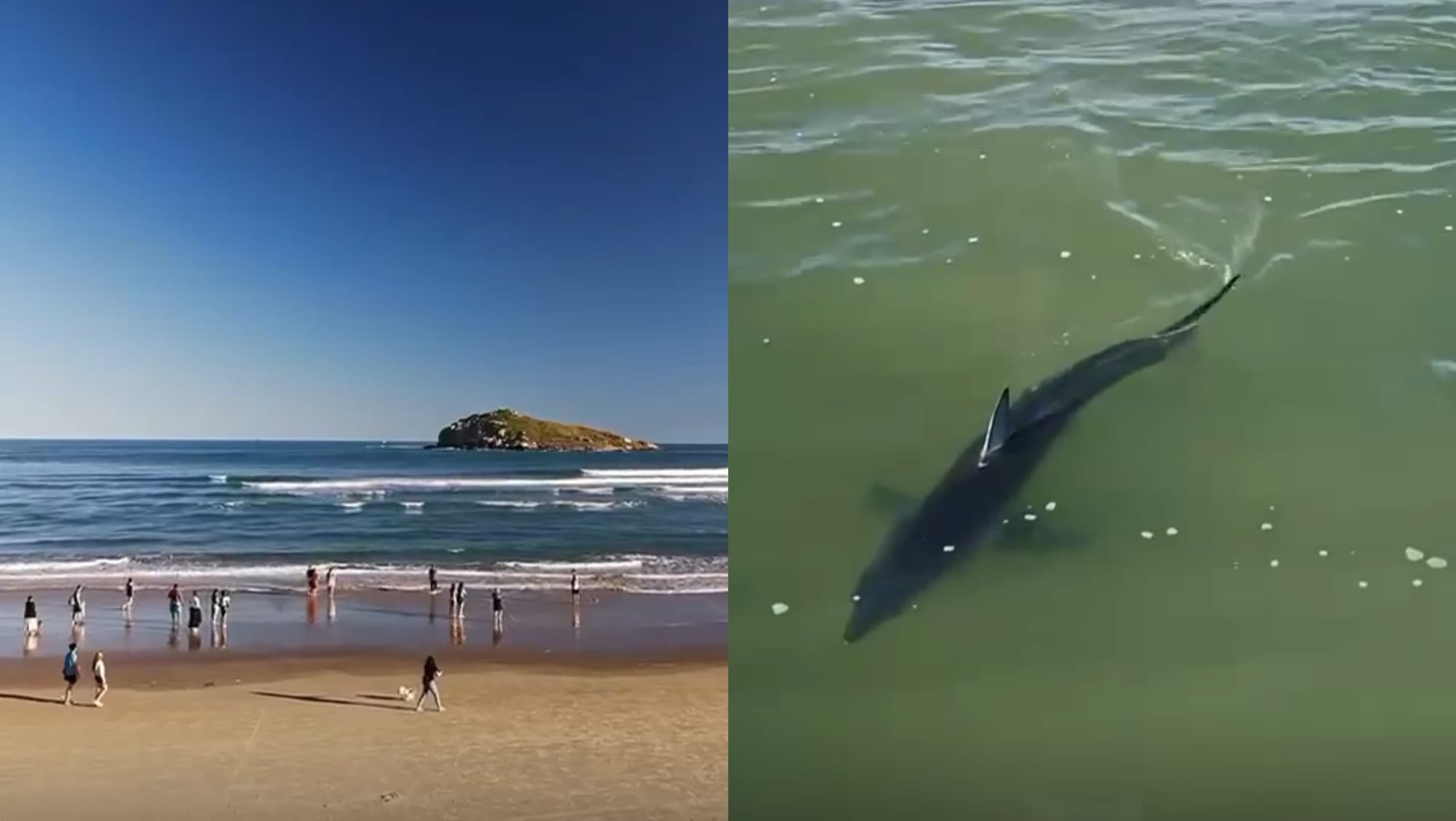 Drone mostra o momento que tubarão se aproxima de faixa de areia em praia de SC