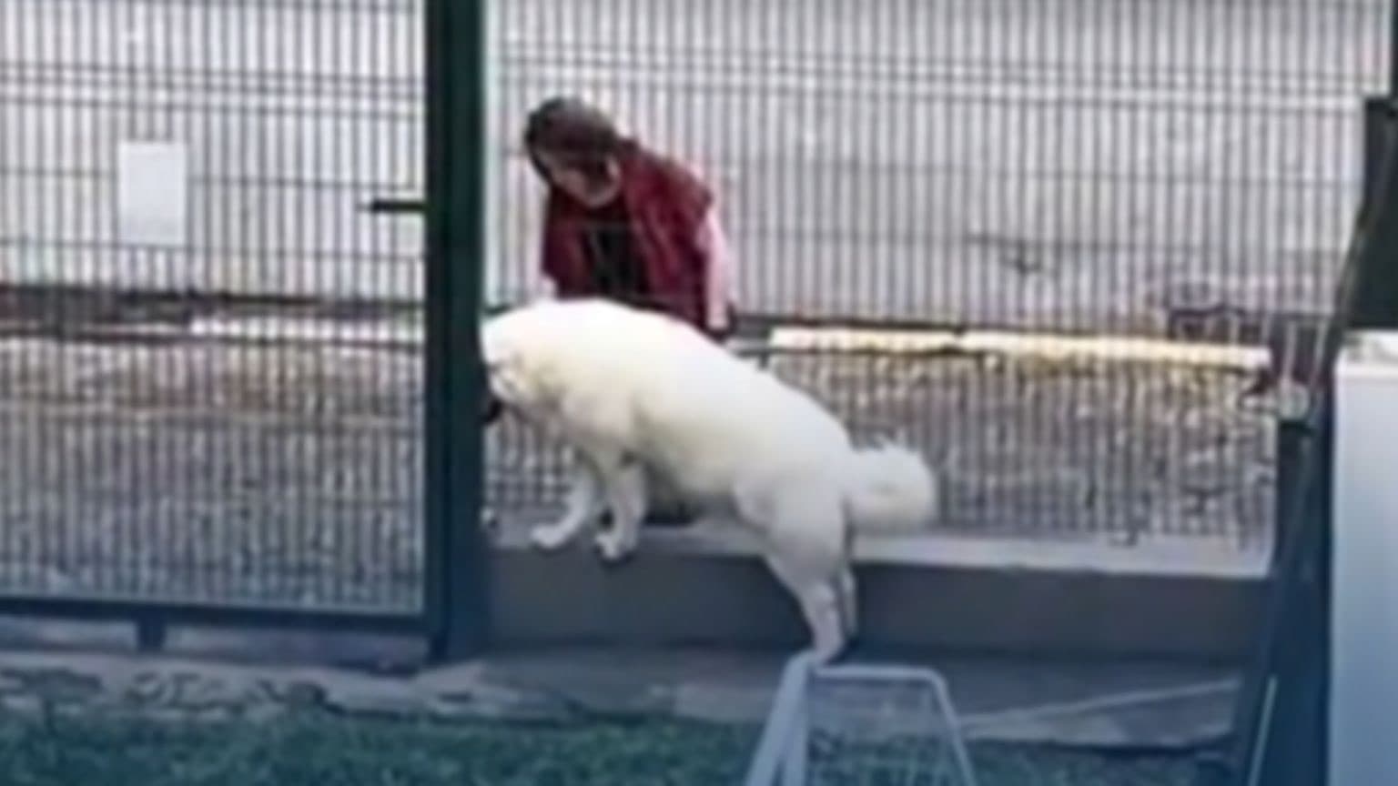 Mulher tenta fazer carinho em cachorro e acaba mordida em SC