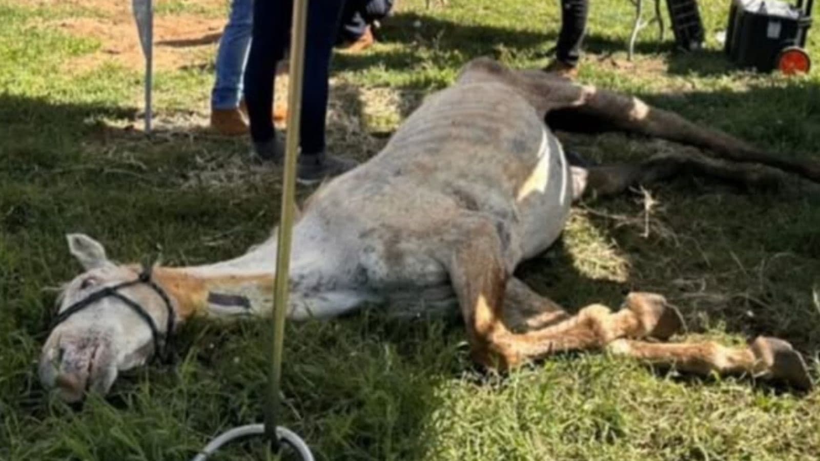 MPSC resgata 12 cavalos mantidos sem água e comida em propriedade rural de SC