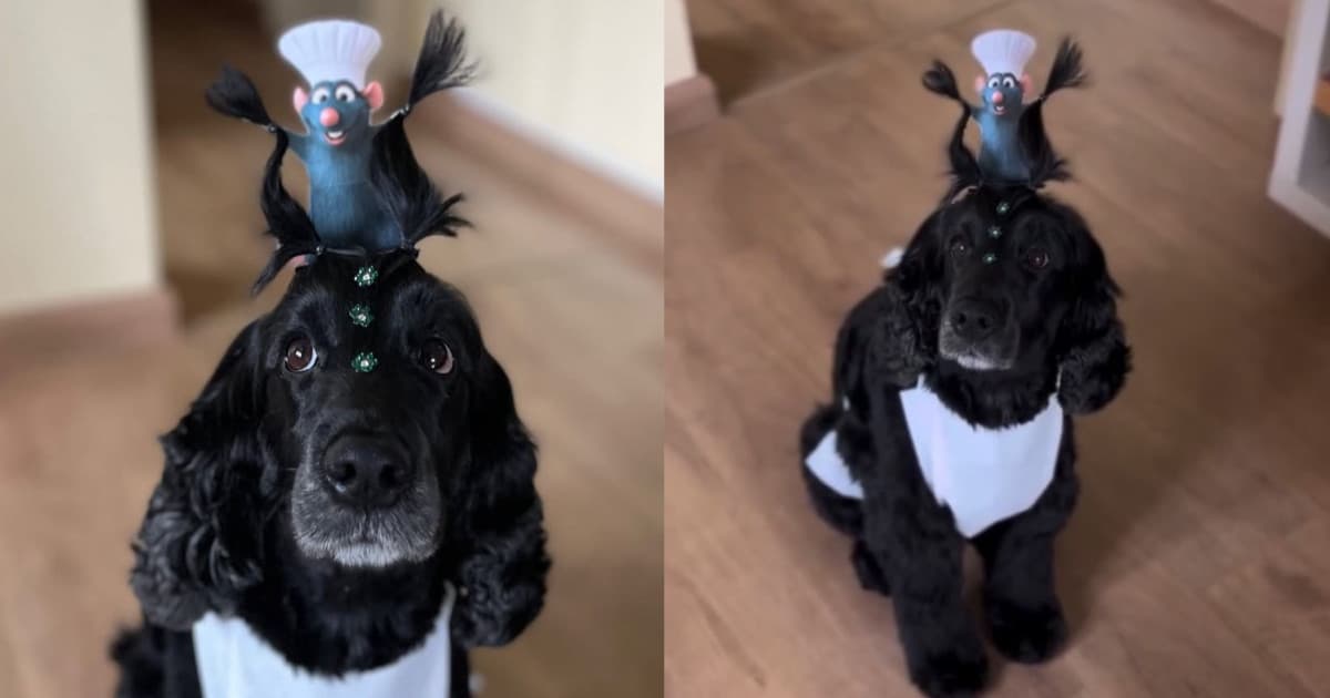 “Dia do pelo maluco”: pet de SC viraliza com penteado inspirado no filme Ratatouille
