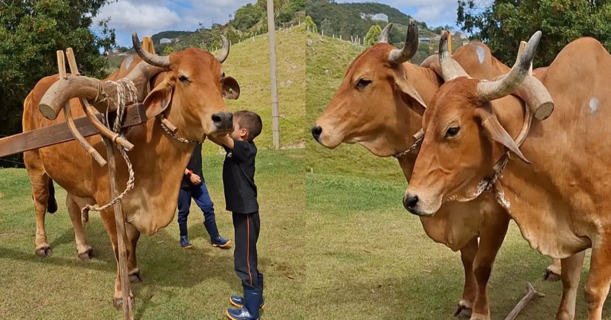 “Baiano e Gigante”: os bois que se cangam sozinhos em SC