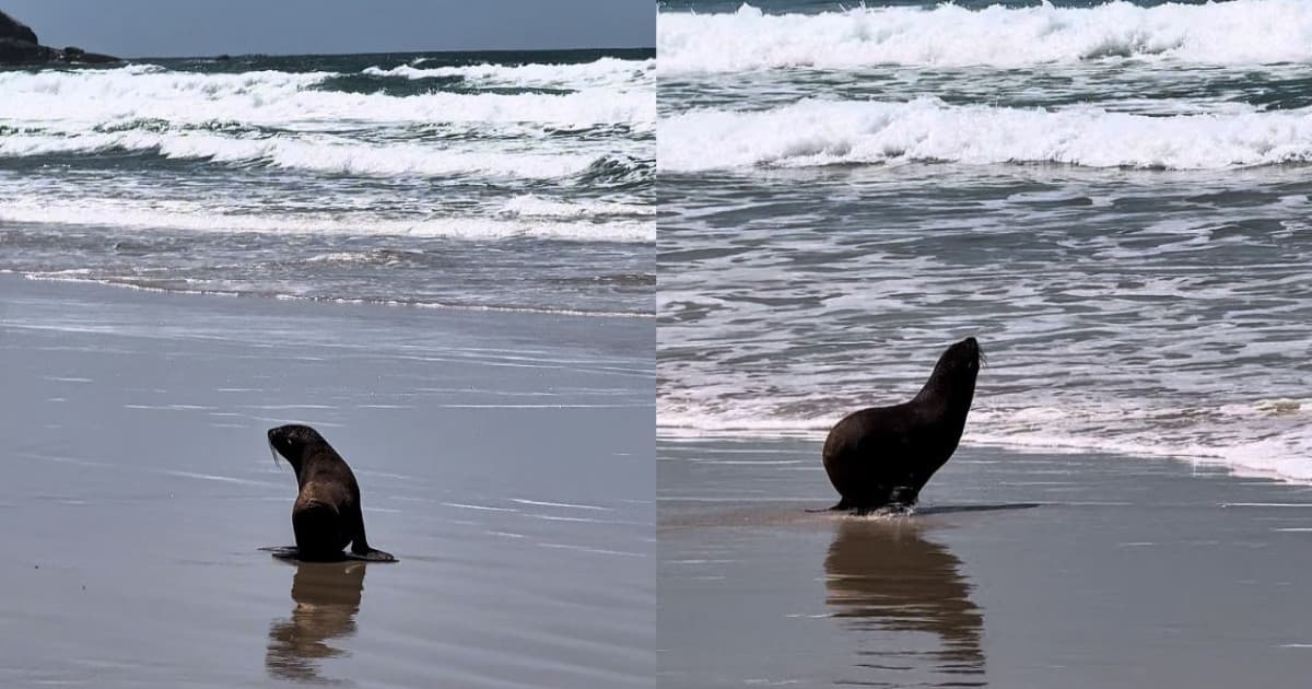 “Um último olhar de agradecimento”: leões-marinhos resgatados voltam ao mar e emocionam praia de Florianópolis