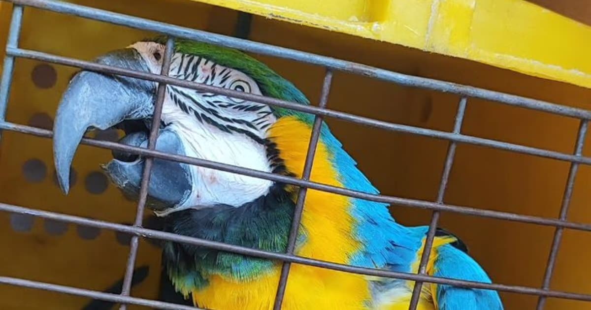Arara-canindé que fugiu do zoológico é resgatada em Balneário Camboriú