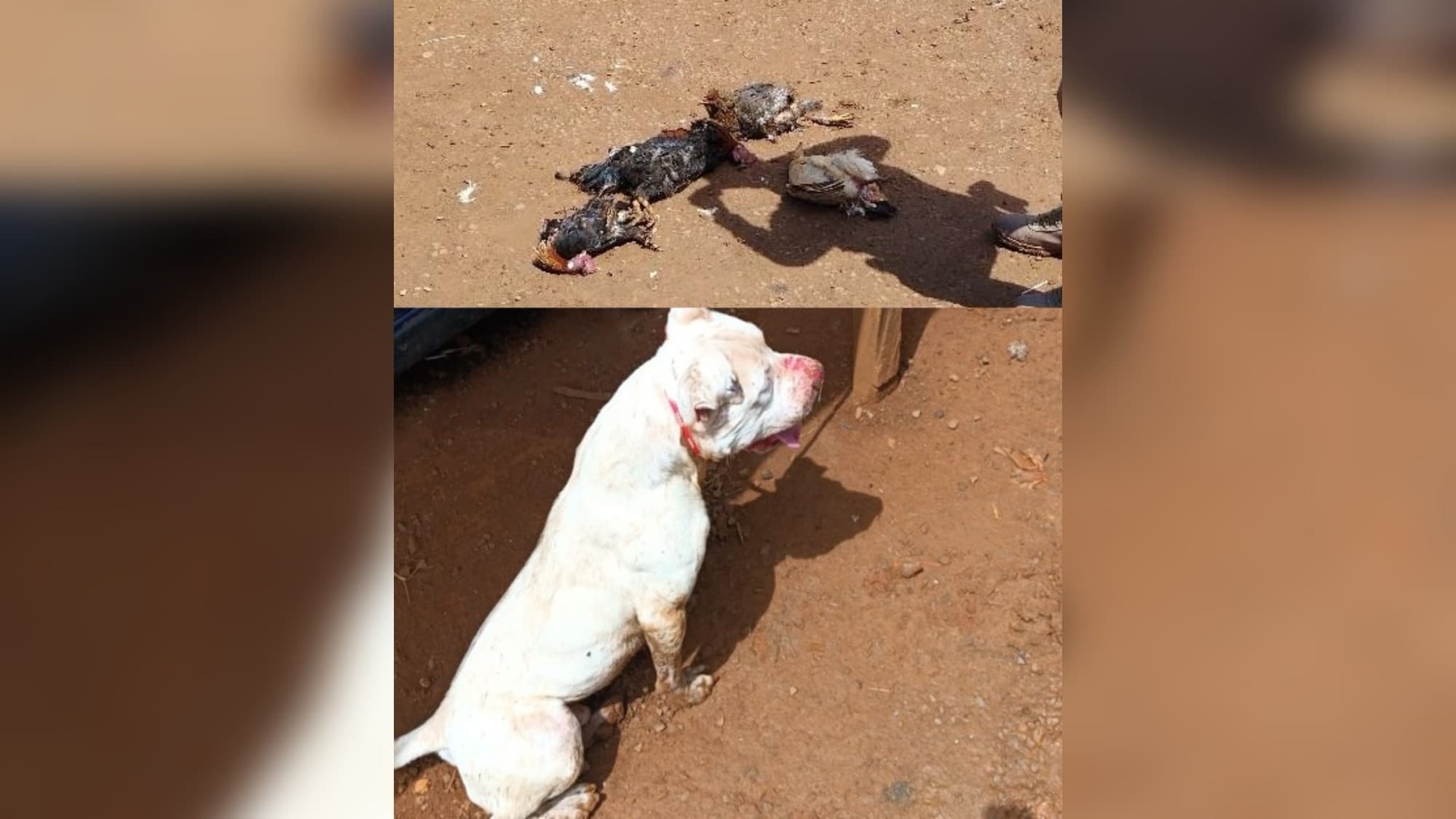 “Chacina das aves”: pitbull invade casa, mata galinhas e apavora moradores em SC