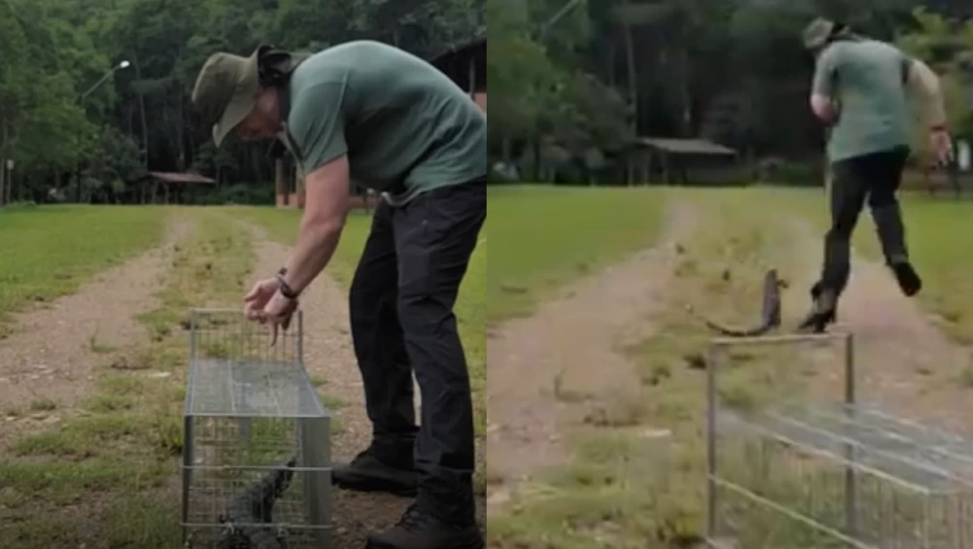 “Corridão: biólogo catarinense é surpreendido ao devolver lagarto para natureza