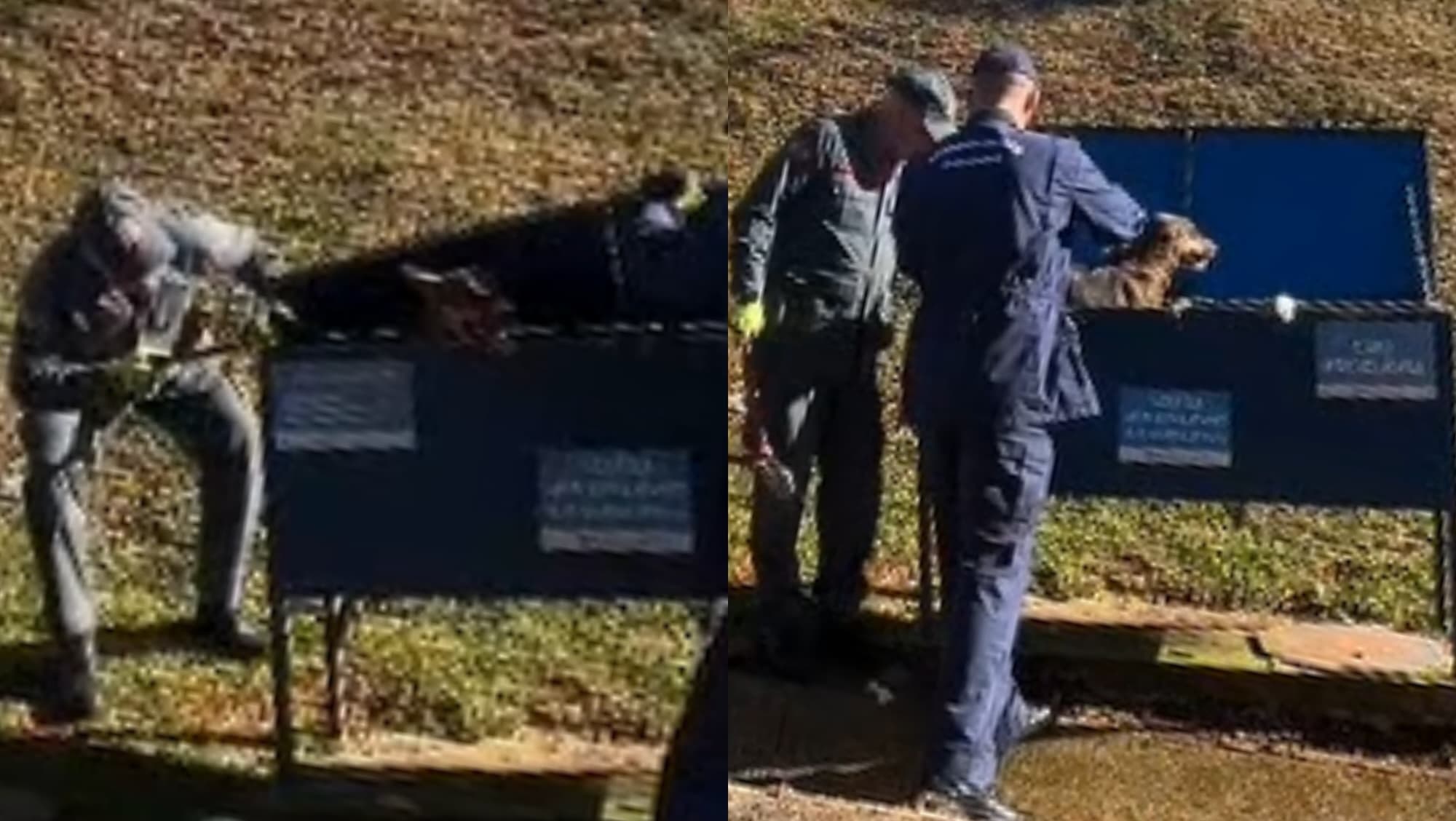 Cachorro é encontrado acorrentado dentro de lixeira em SC