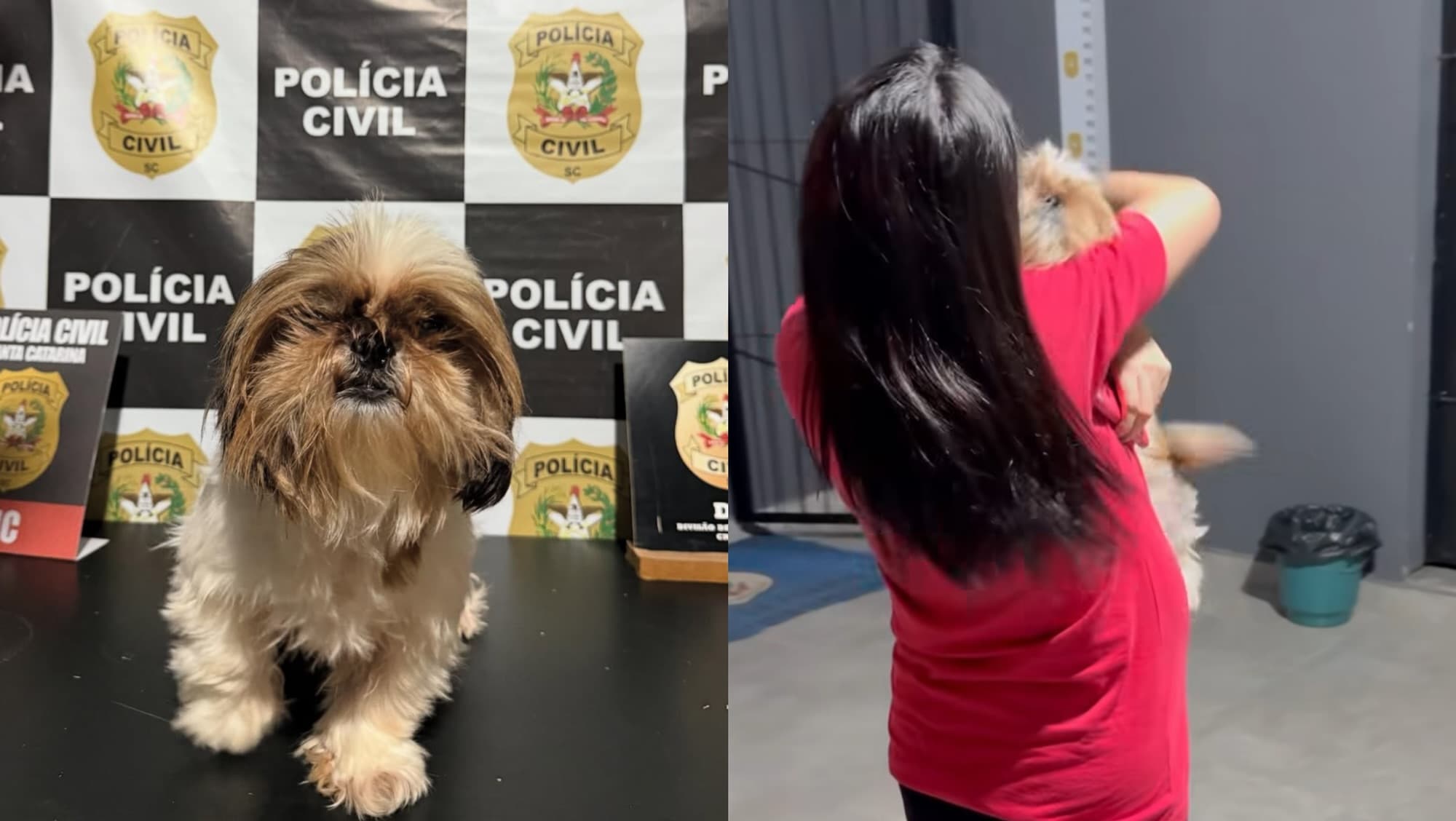 Shih-tzu furtado em Blumenau é resgatado e devolvido à tutora pela Polícia Civil