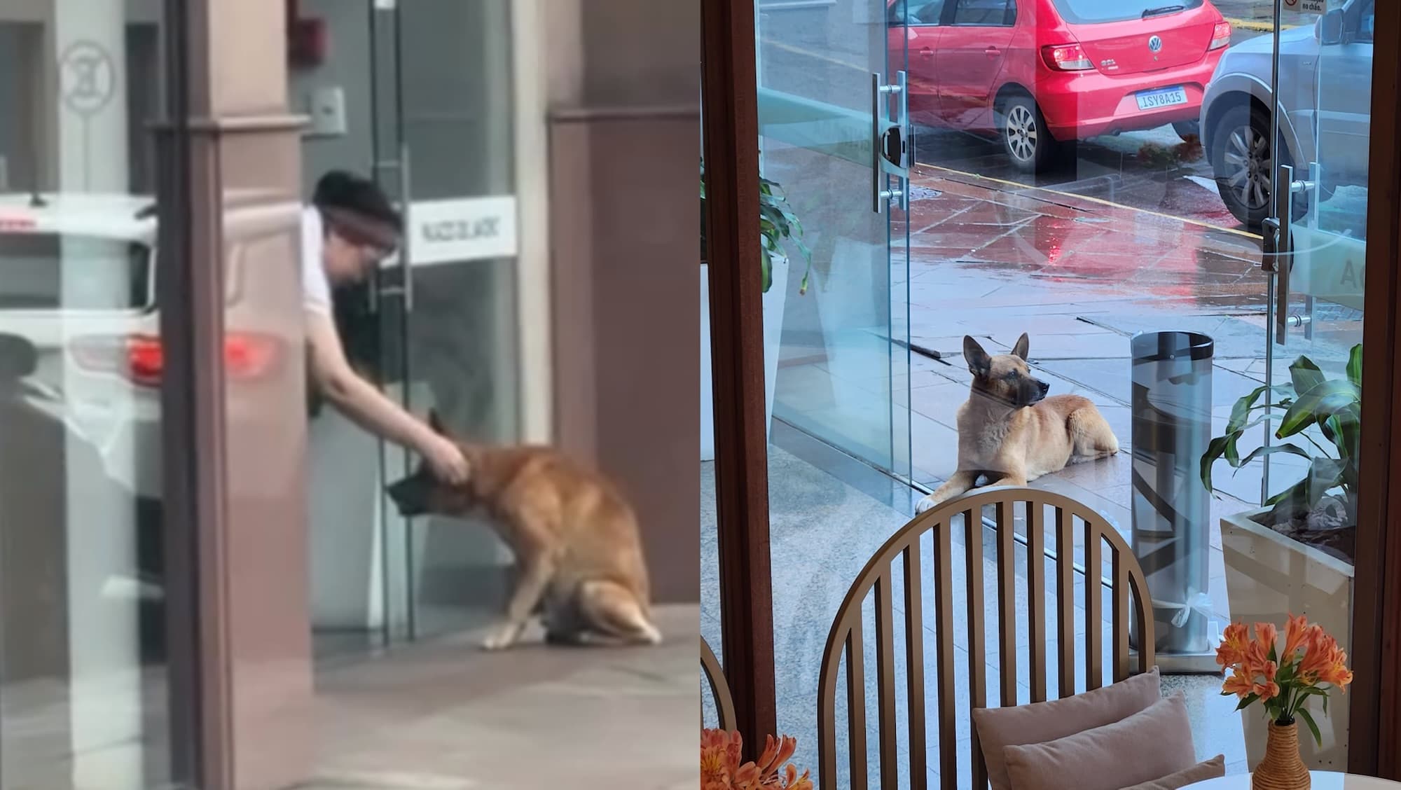 Cachorro faminto ganha carinho e pastelzinho de funcionária de padaria
