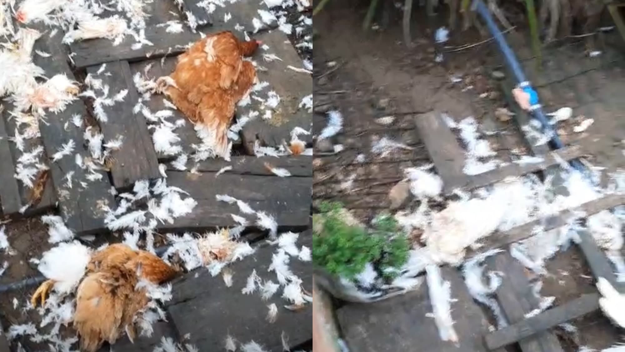 Moradora se revolta após cachorro de vizinho matar toda a criação de galinhas em SC